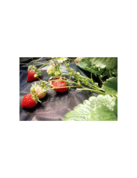 Folie antiburuieni, textila, neagra, 50 g/m2, 1.6x50 m